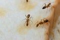 Anoplolepis gracilipes, yellow crazy ants, on Sliced Ã¢â¬â¹Ã¢â¬â¹bread,